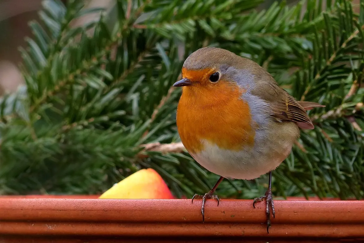 British Bird Superstitions: A Quick Identification Checklist