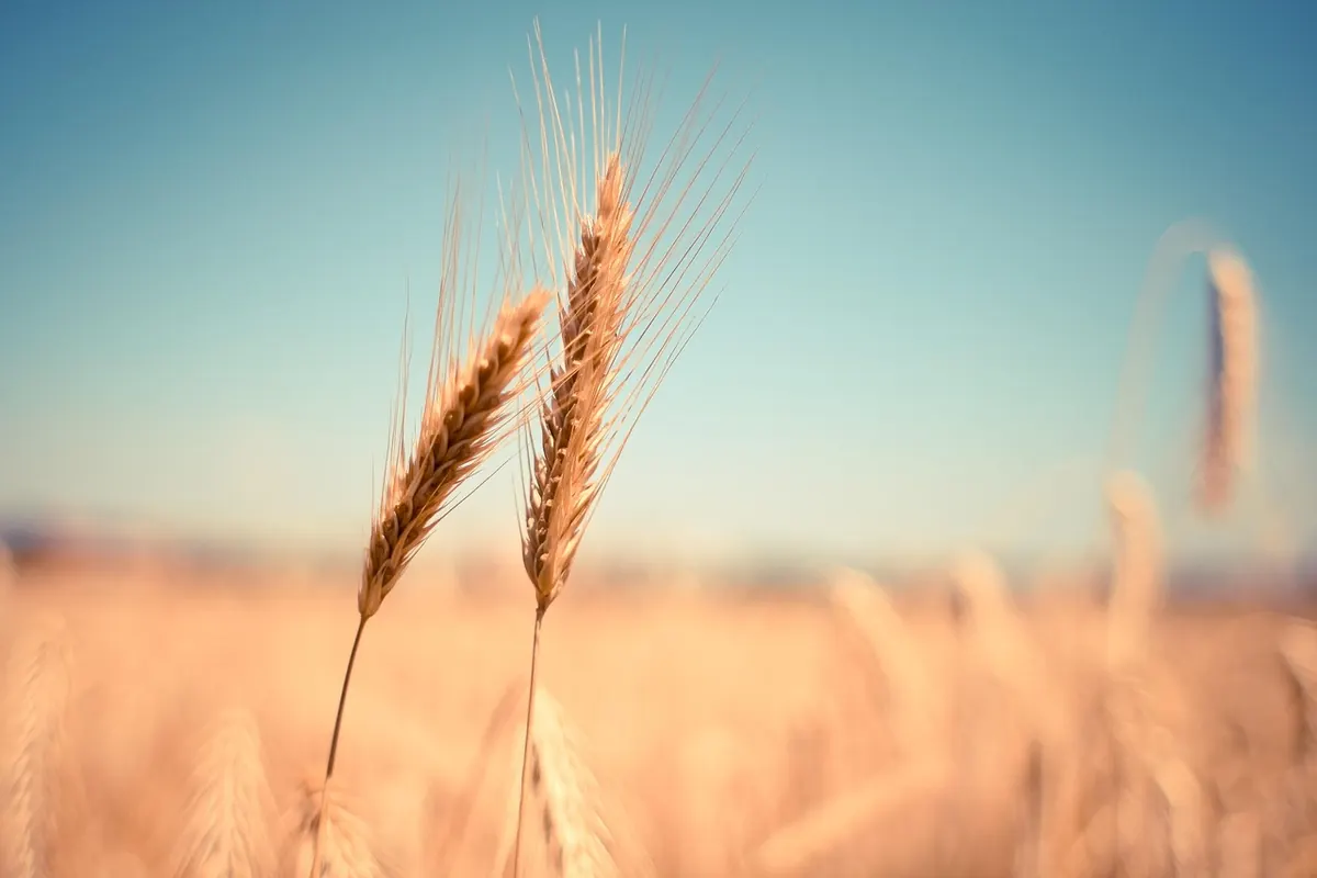 Harvest Home and Lammas: A Seasonal Guide to British Harvest Folklore