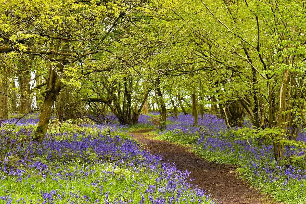 The Rules of Fairy Etiquette: Why British Fairies Are Dangerous